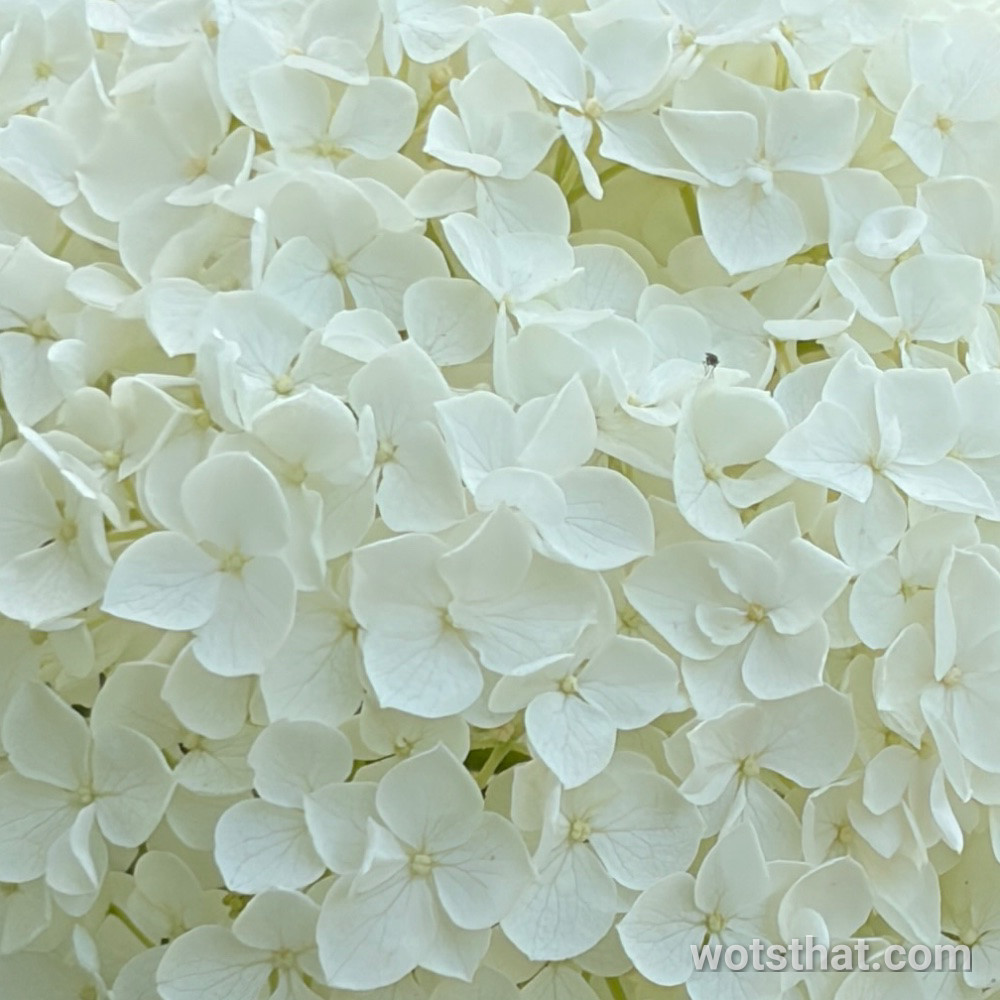 Hydrangea arborescens — likely the ‘Annabelle’ variety